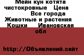 Мейн-кун котята чистокровные › Цена ­ 25 000 - Все города Животные и растения » Кошки   . Ивановская обл.